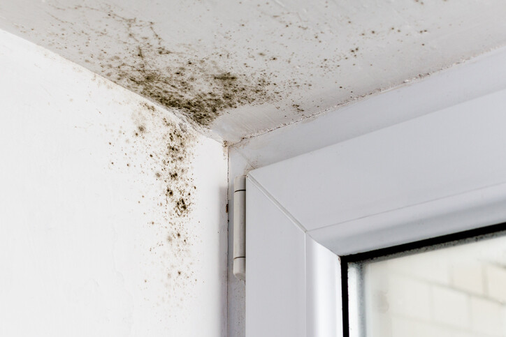 Mold removal in Trinity, Florida